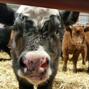 Meet your Posher, Nicole